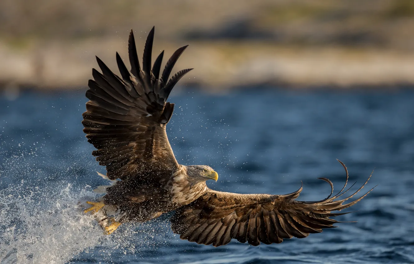 Photo wallpaper water, squirt, bird, wings, predator, White-tailed eagle