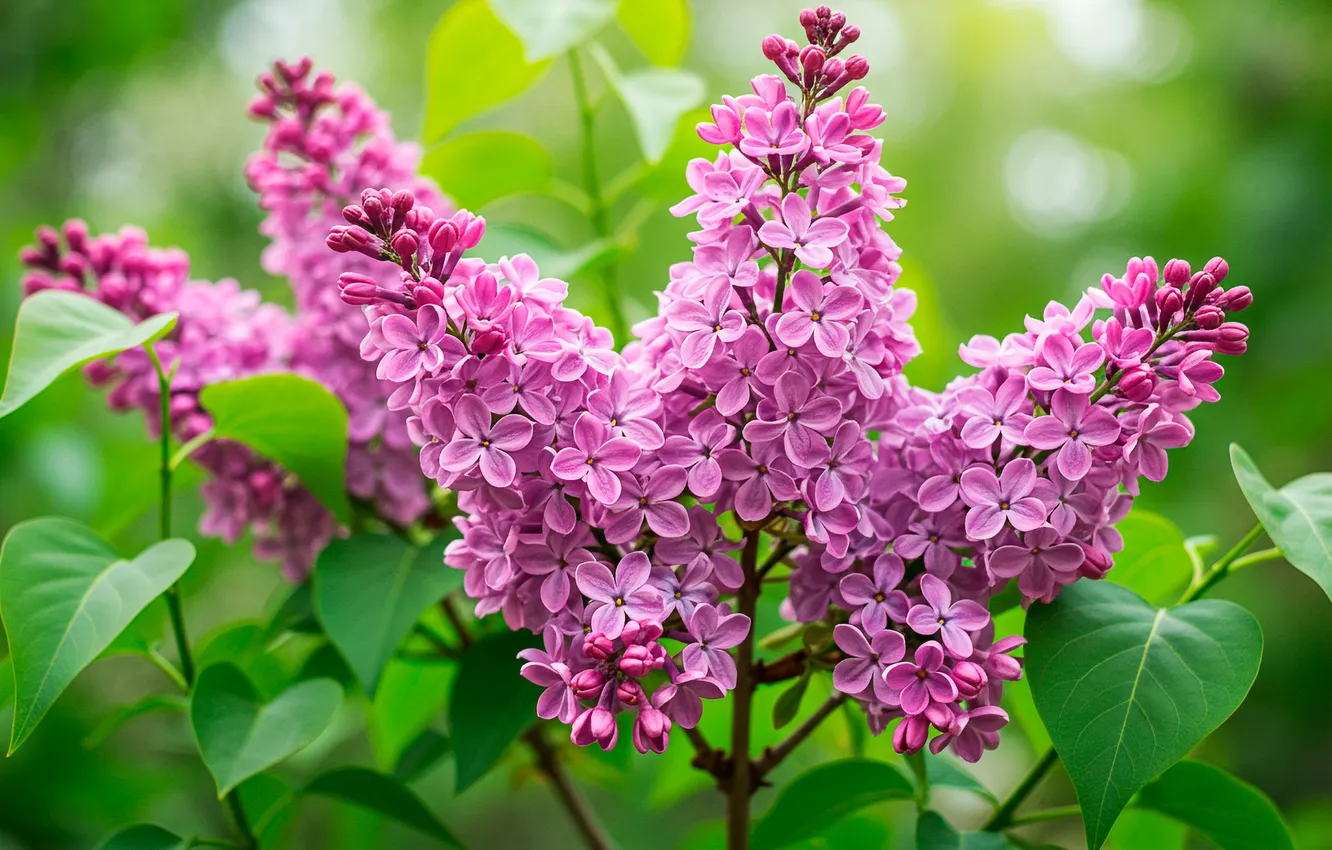 Photo wallpaper leaves, flowers, spring, wallpaper, flower, lilac, leaves, spring