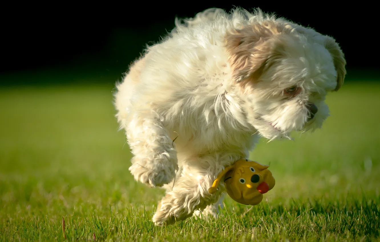 Photo wallpaper toy, dog, lawn, Shih Tzu