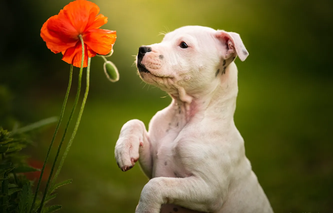 Photo wallpaper flowers, background, Mac, dog, paws, puppy, stand, doggie