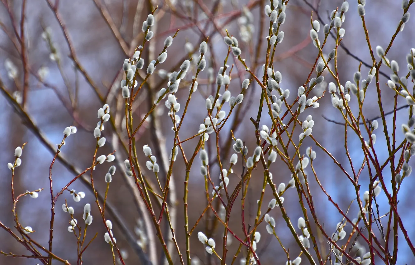 Photo wallpaper branches, spring, Verba