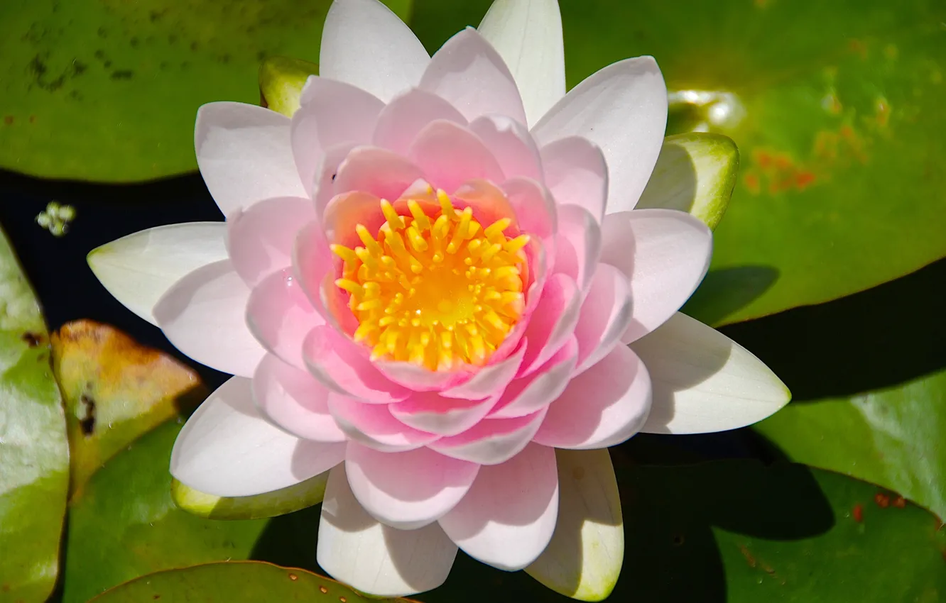 Photo wallpaper macro, Lily, Nymphaeum, water Lily