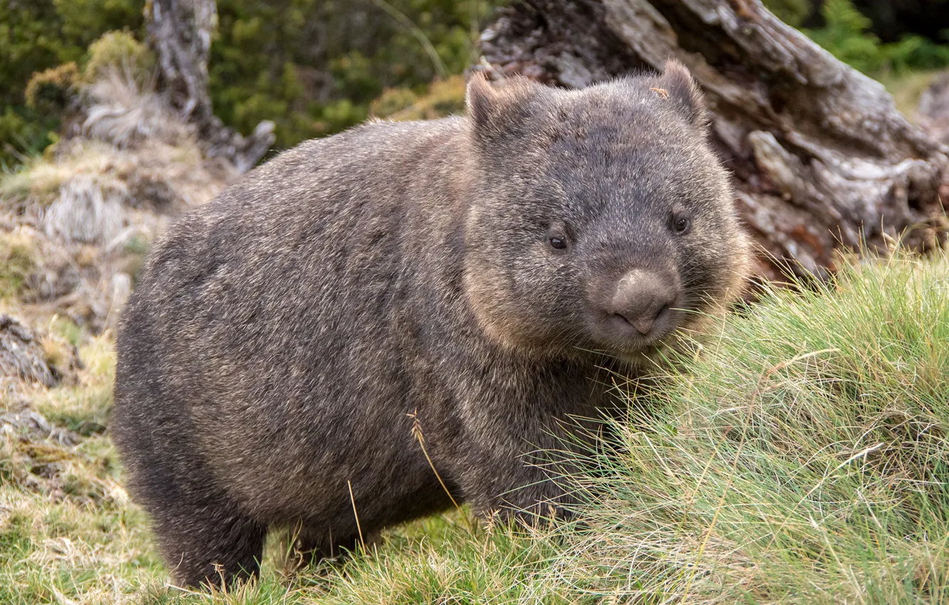 Photo wallpaper cute, thick, wombat