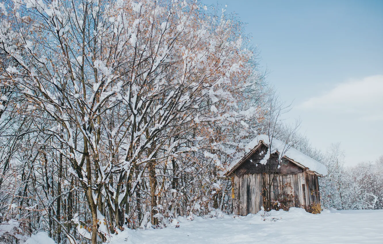 Photo wallpaper winter, snow, trees, landscape, tree, hut, forest, trees