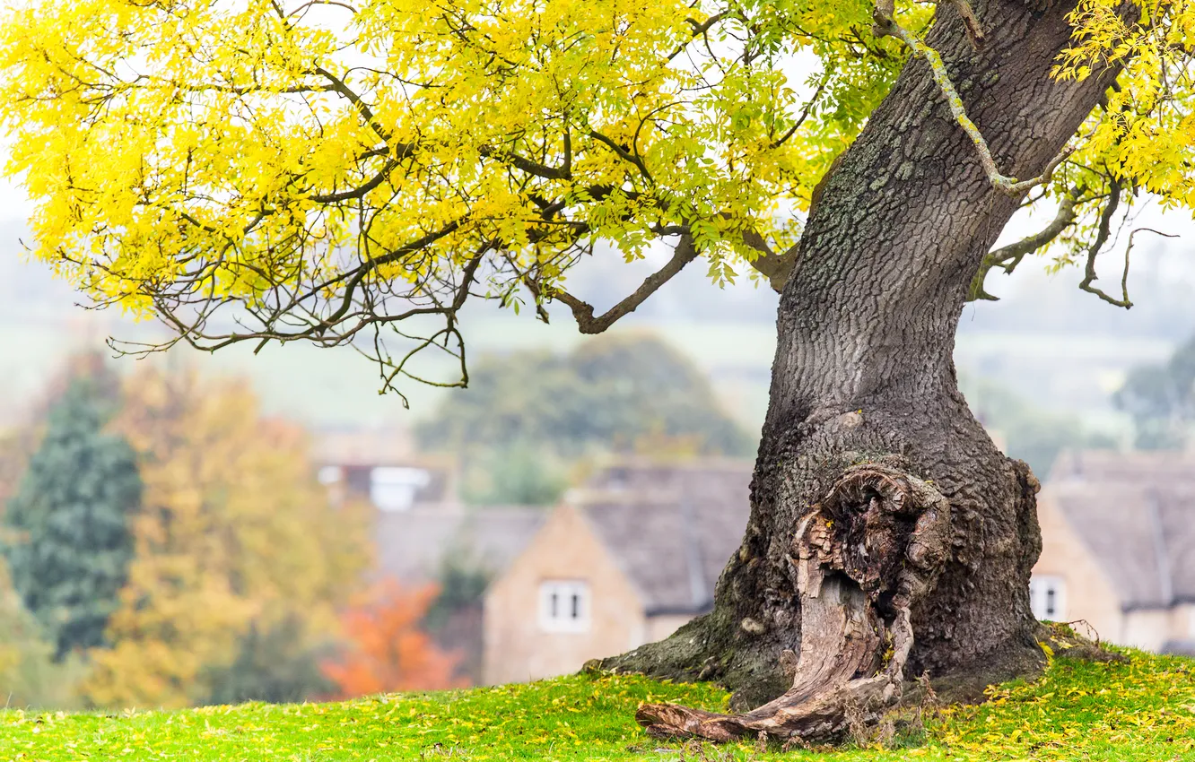 Photo wallpaper autumn, grass, leaves, trees, branch, village, bokeh