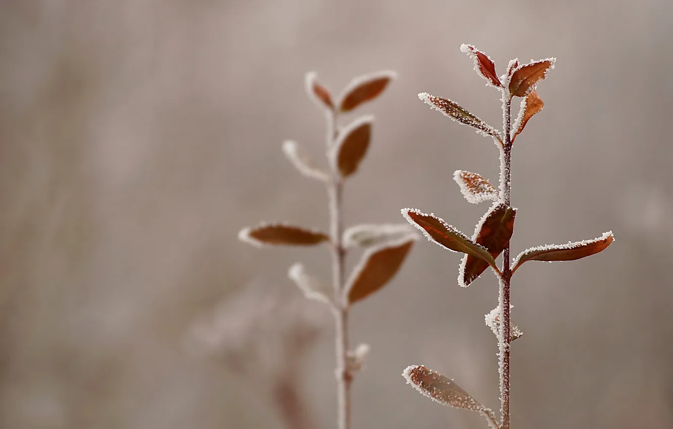 Photo wallpaper frost, autumn, leaves, plant, stem, crystals