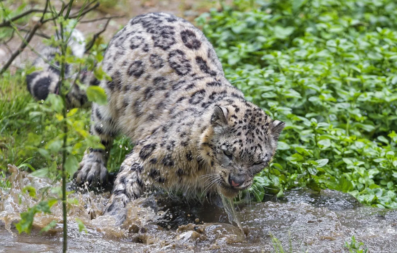 Photo wallpaper squirt, predator, IRBIS, snow leopard, wild cat, pond, grimace