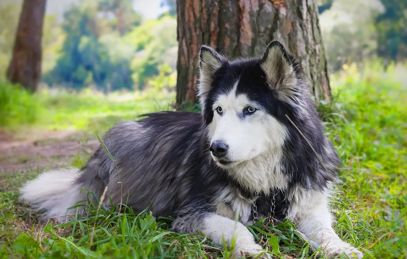 Photo wallpaper nature, each, dog