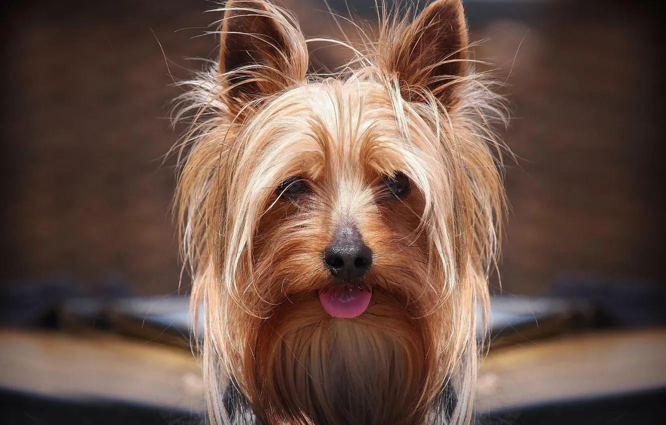 Photo wallpaper animal, dog, York