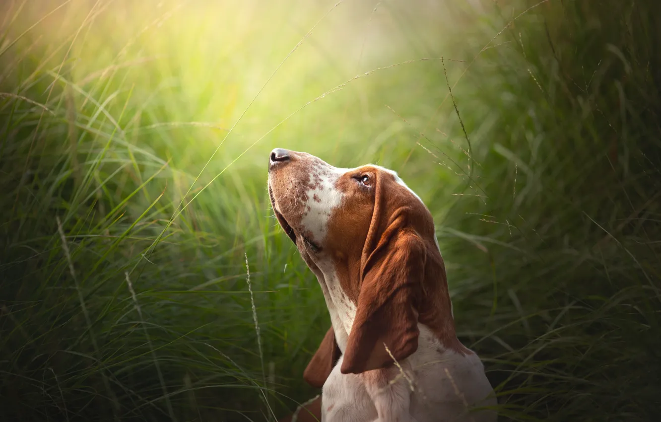Photo wallpaper grass, face, dog, The Basset hound
