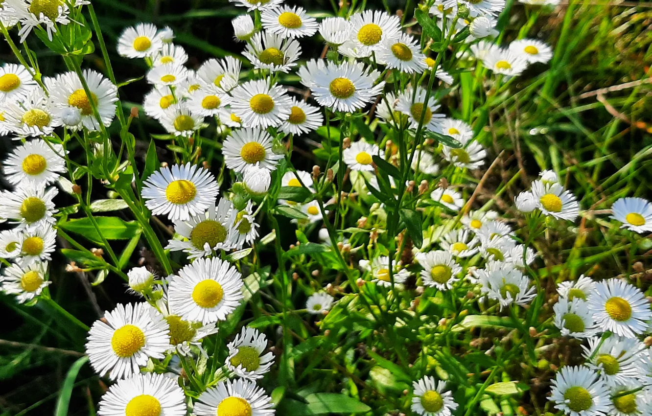 Photo wallpaper natura, Flowers, White