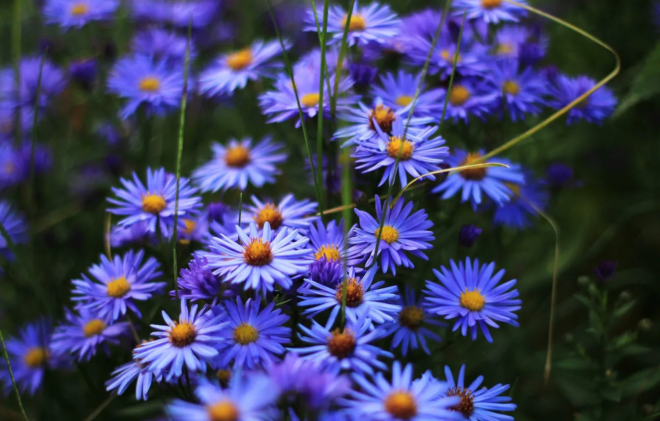 Photo wallpaper flowers, nature, flora