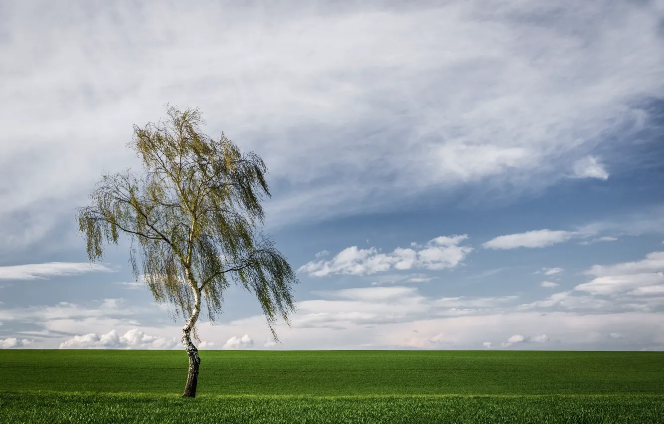 Photo wallpaper field, trees, birch