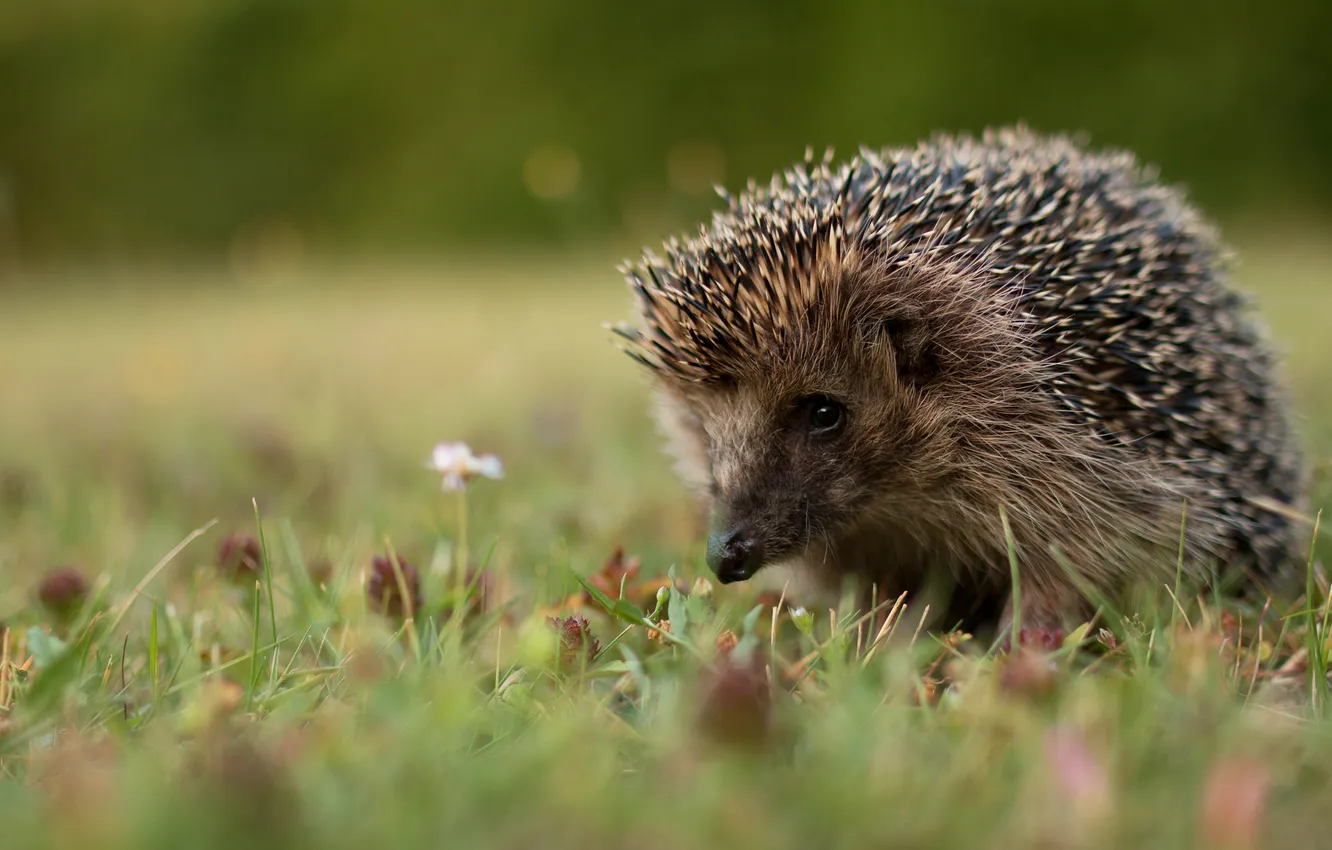 Photo wallpaper grass, glade, face, green background, hedgehog, hedgehog