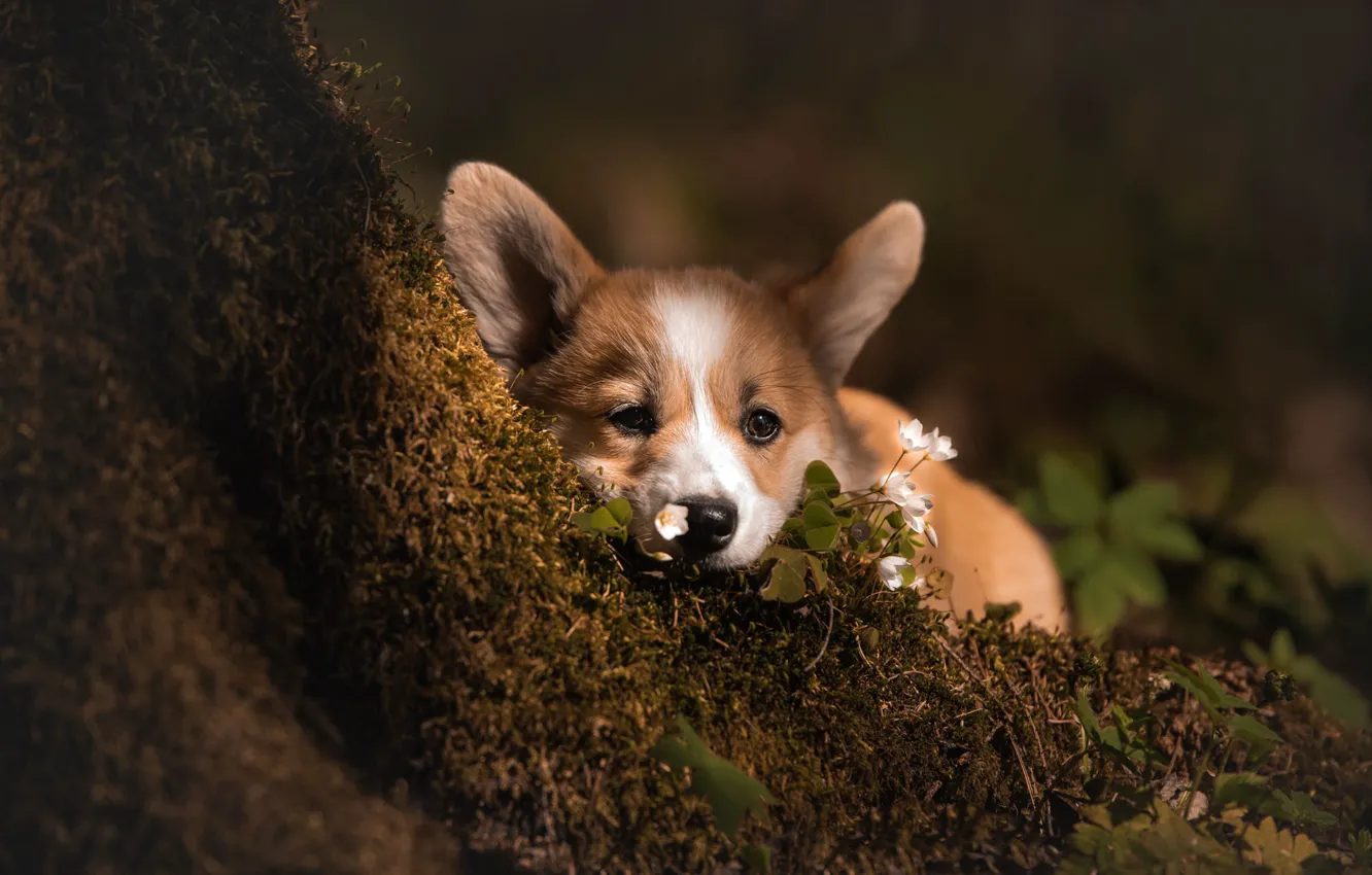 Photo wallpaper flowers, moss, dog, puppy, face, Welsh Corgi, Irina Moroz