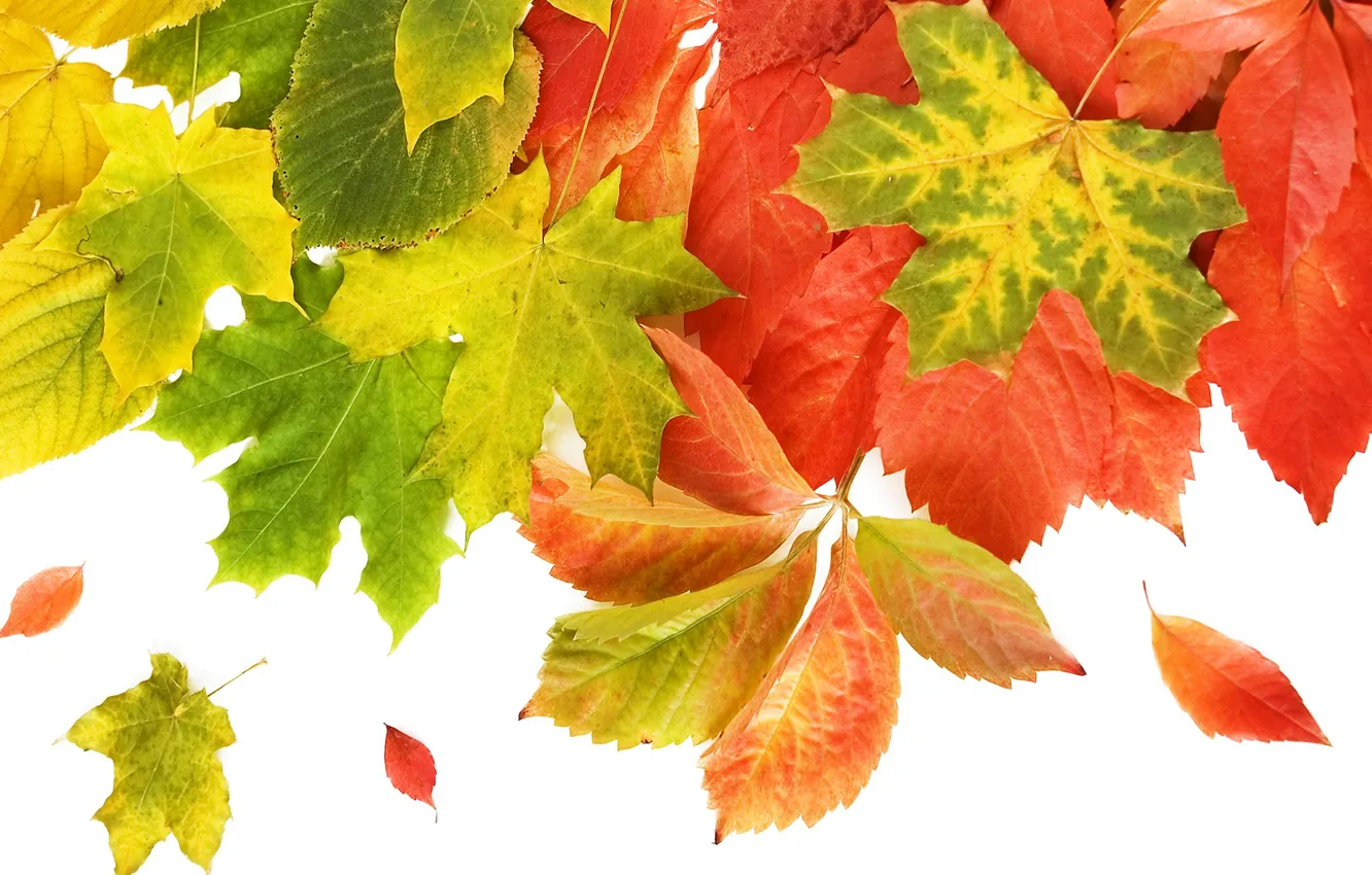 Photo wallpaper autumn, leaves, macro, collage, postcard