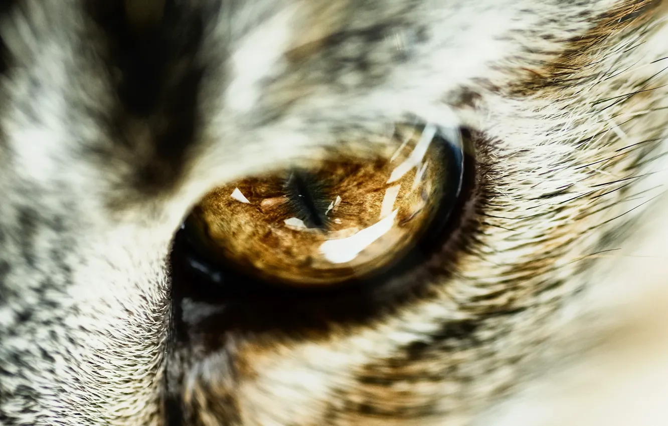 Photo wallpaper cat, macro, close-up, wool, the pupil, cat's eye