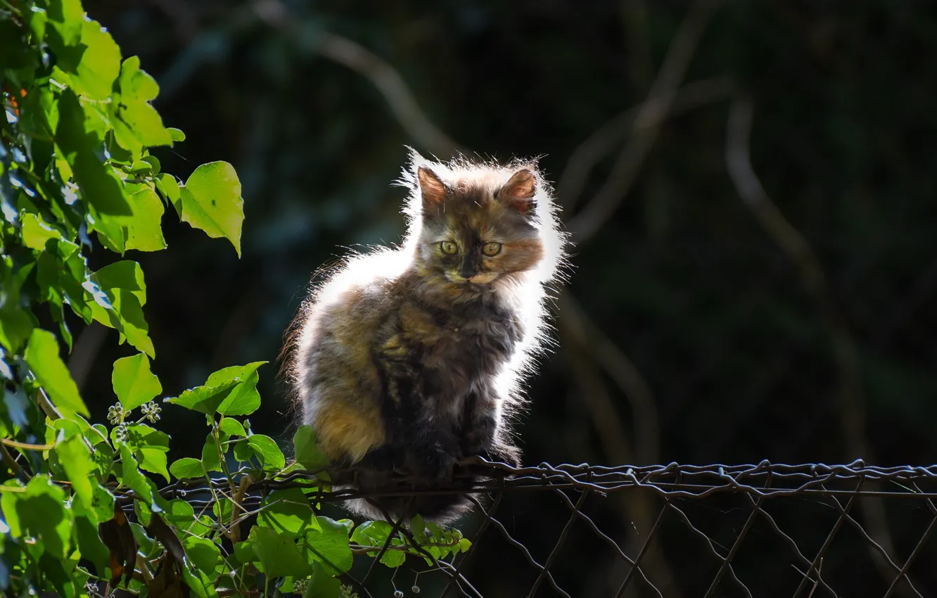 Photo wallpaper cat, summer, the fence