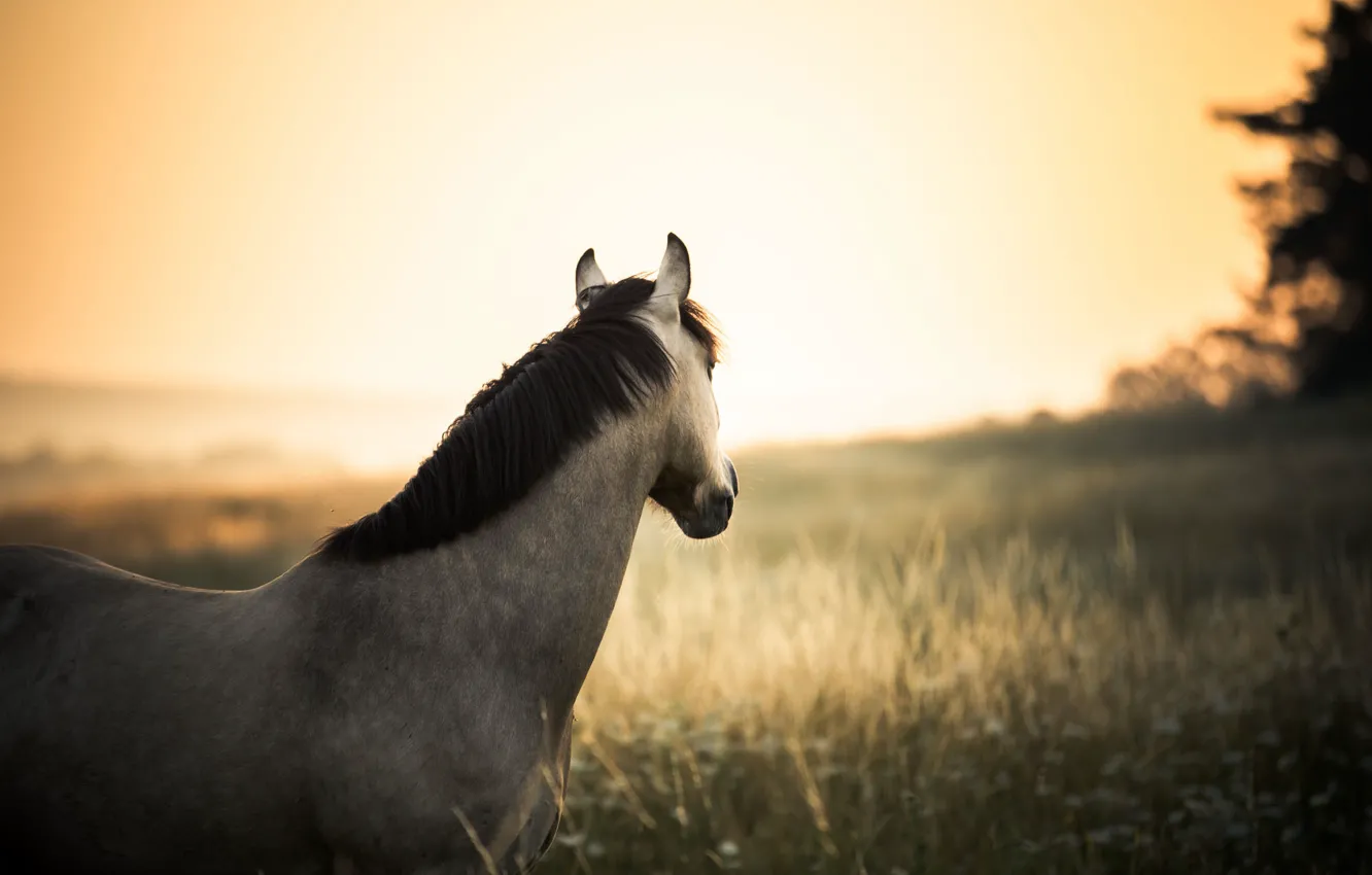 Photo wallpaper field, the sun, trees, horse, wildlife