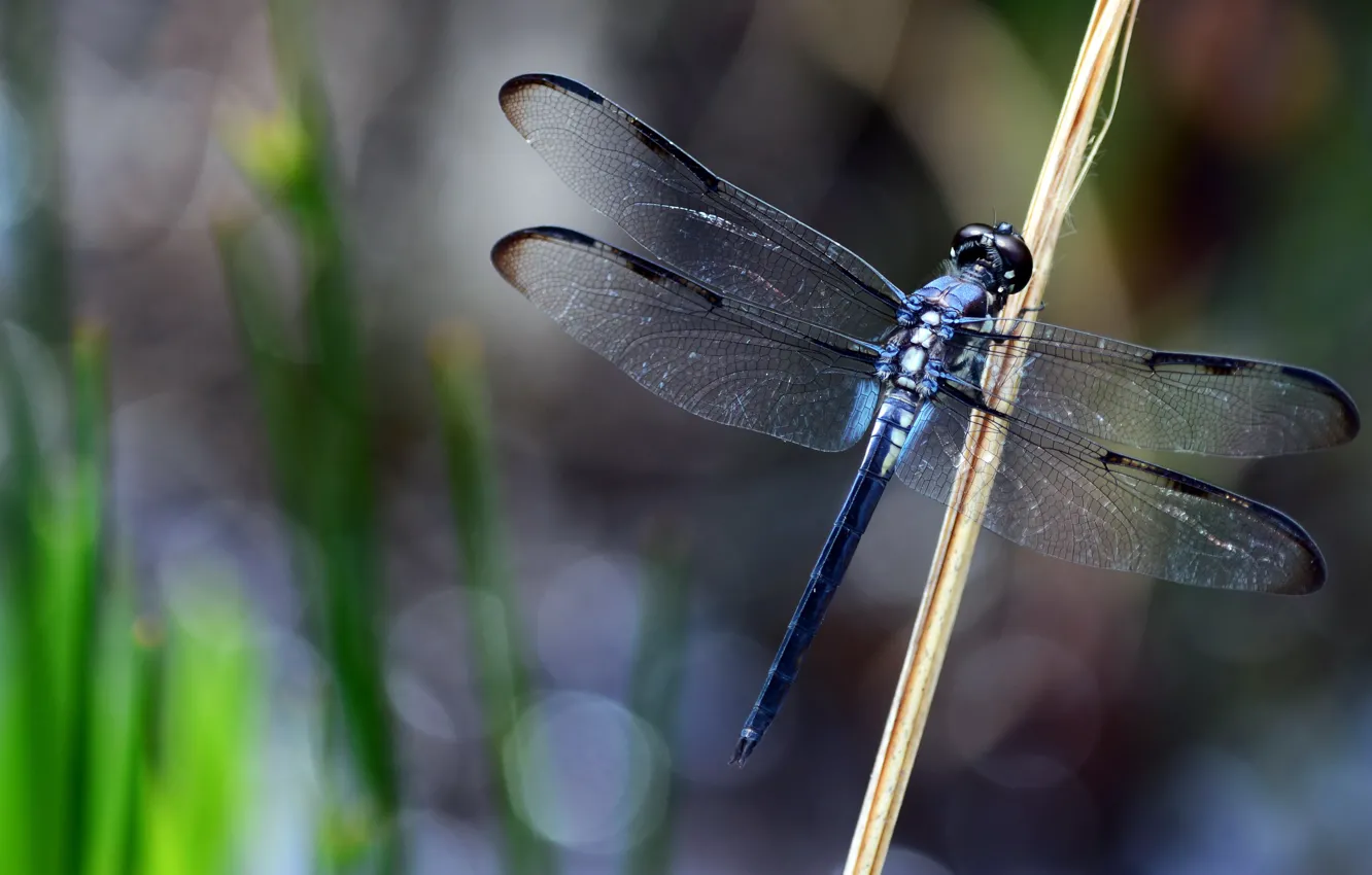 Photo wallpaper macro, dragonfly, insect