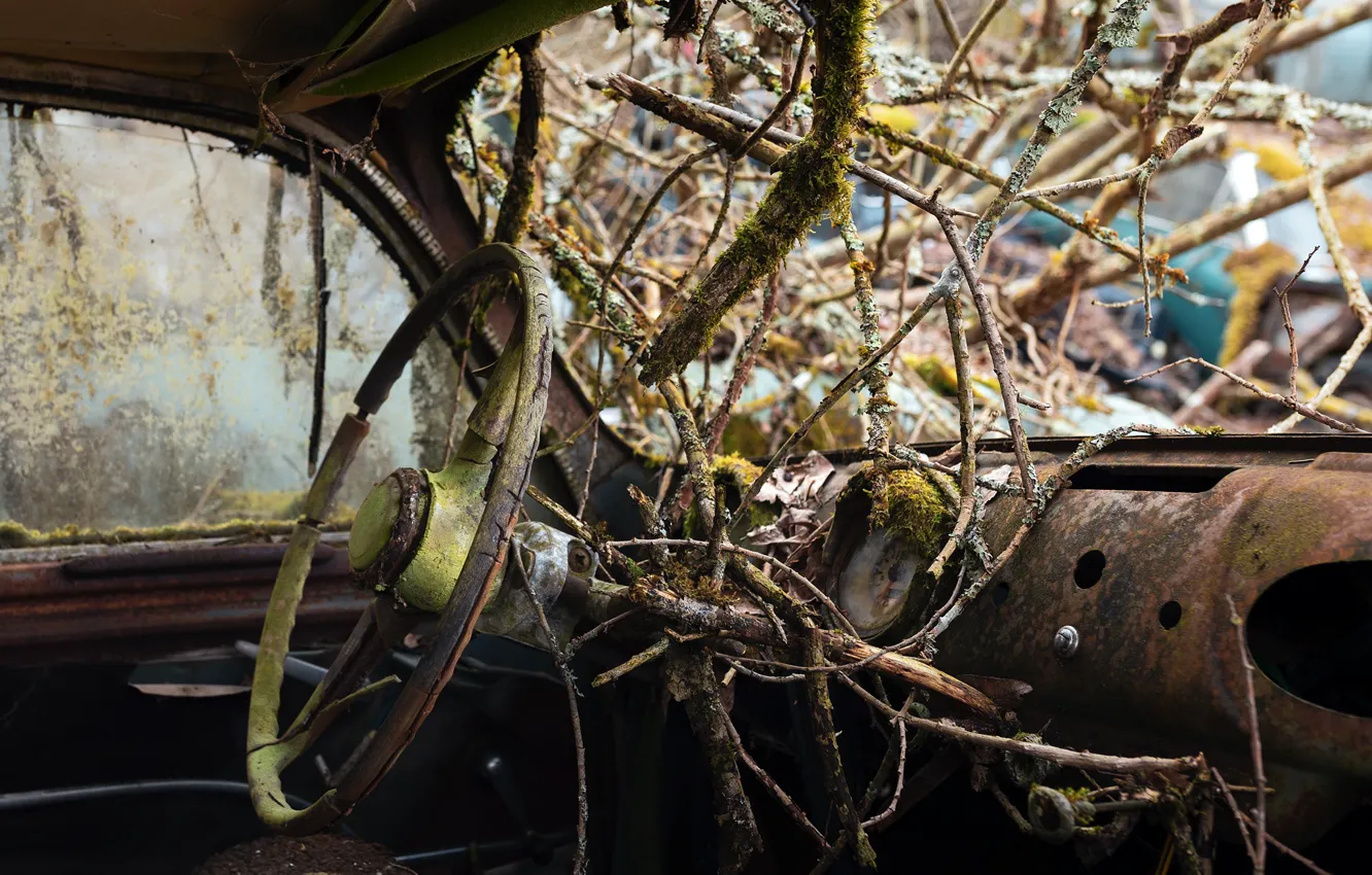 Photo wallpaper machine, branches, the wheel