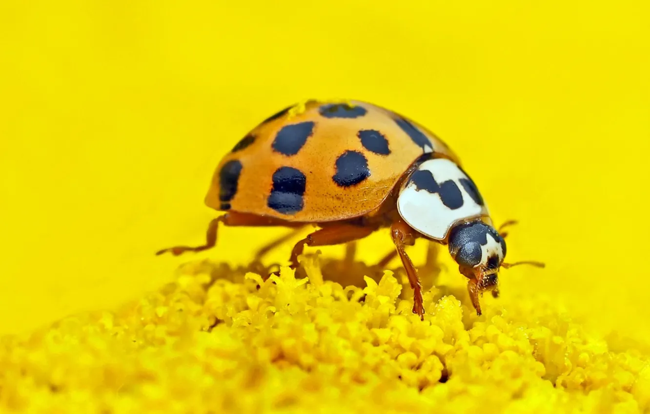 Photo wallpaper nature, ladybug, insect