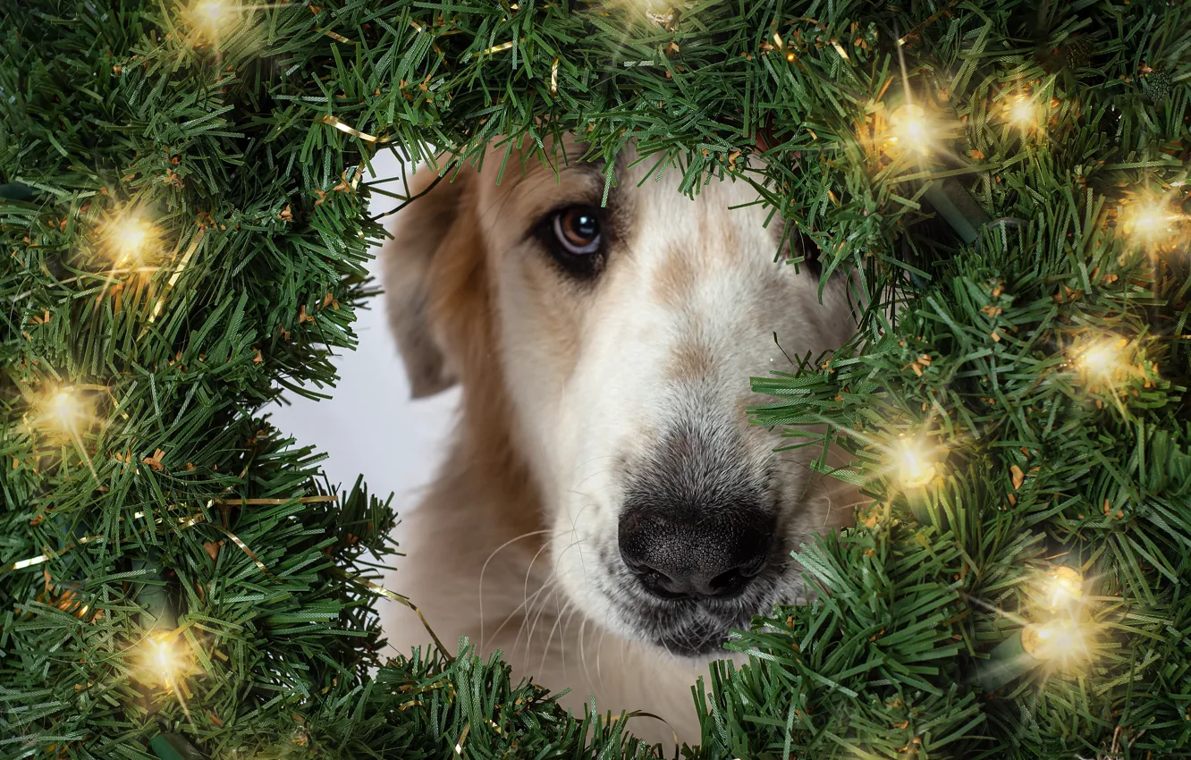 Photo wallpaper look, face, branches, holiday, portrait, dog, frame, lights