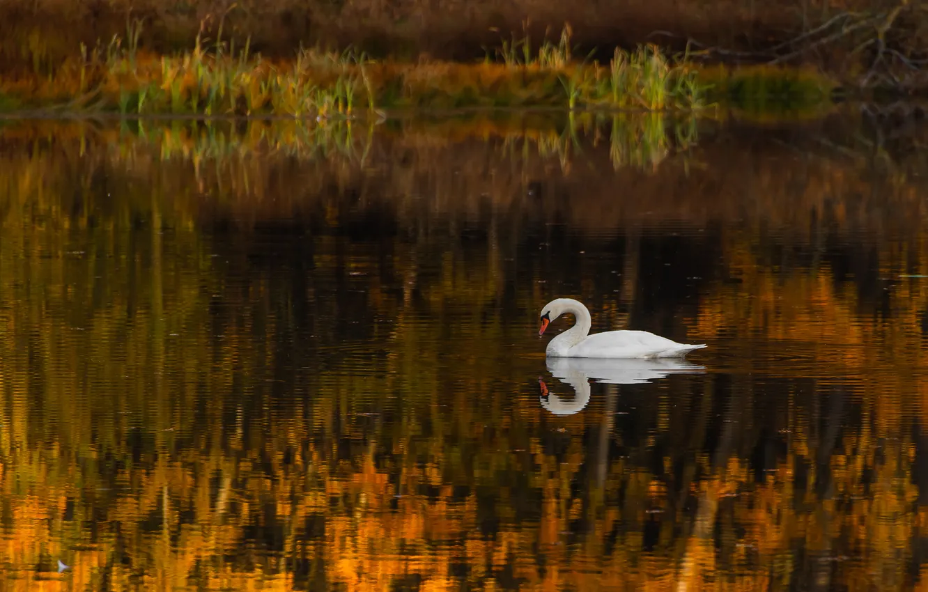 Photo wallpaper autumn, white, lake, reflection, bird, swans