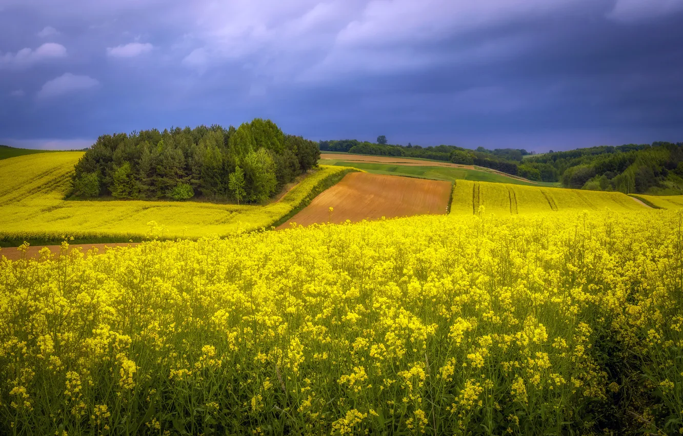 Photo wallpaper field, summer, rape