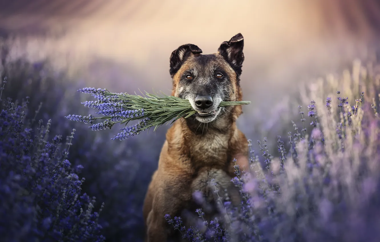 Photo wallpaper each, dog, lavender