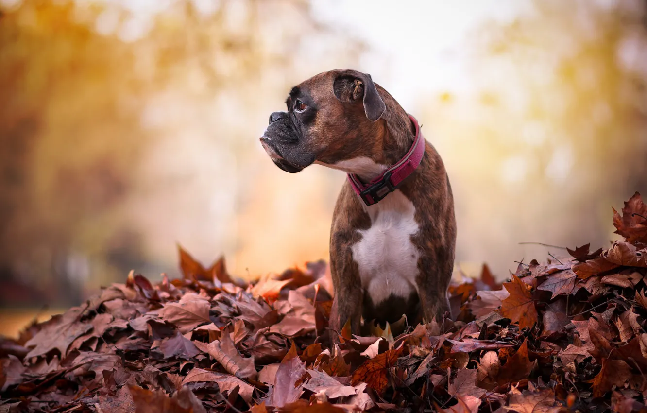 Photo wallpaper autumn, leaves, dog
