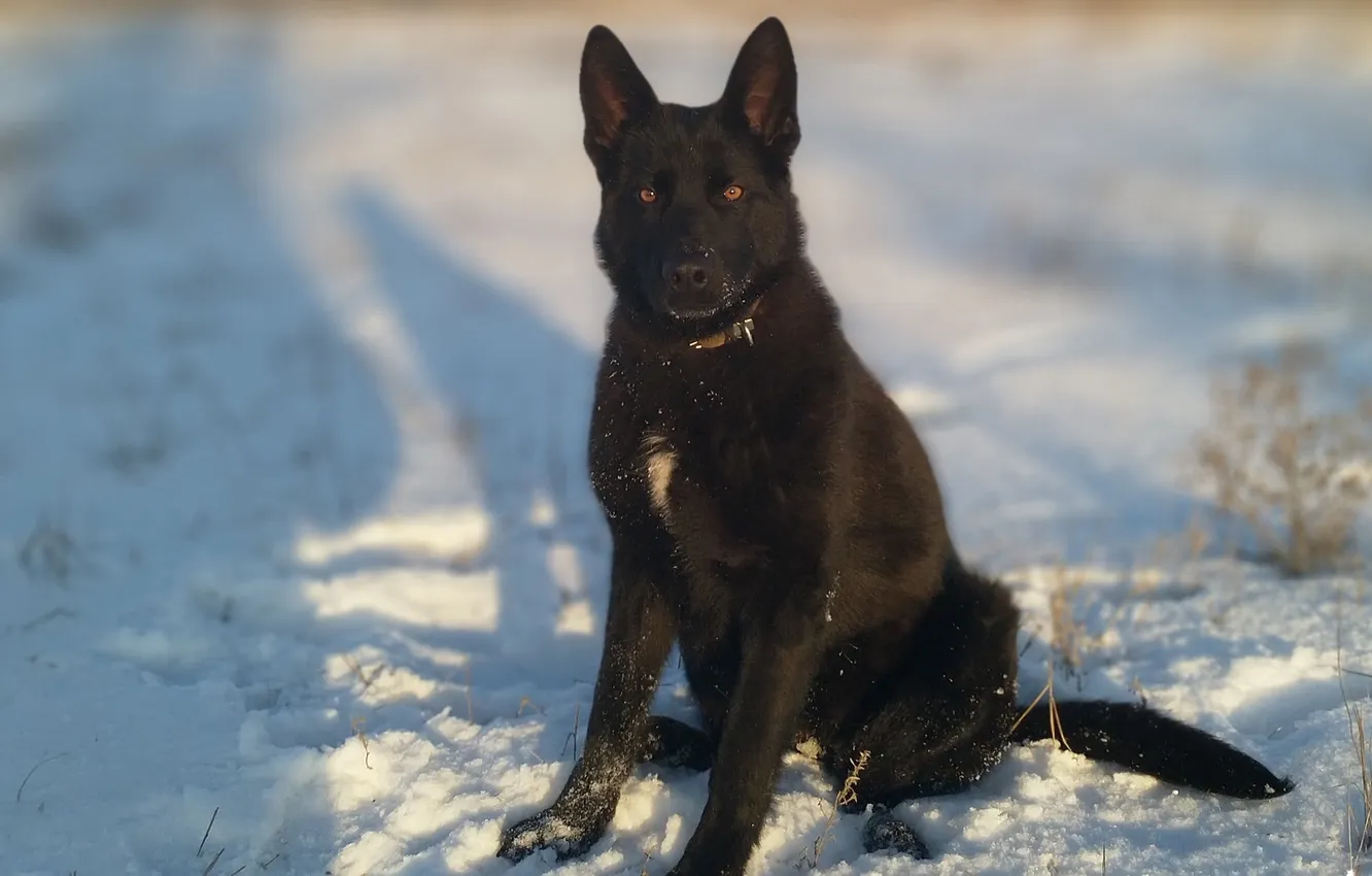 Photo wallpaper look, black, dog, collar, shepherd