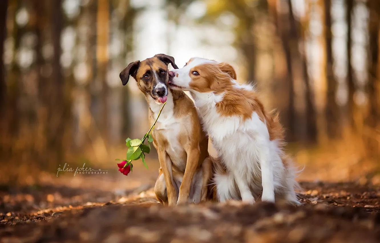 Photo wallpaper dogs, rose, friends