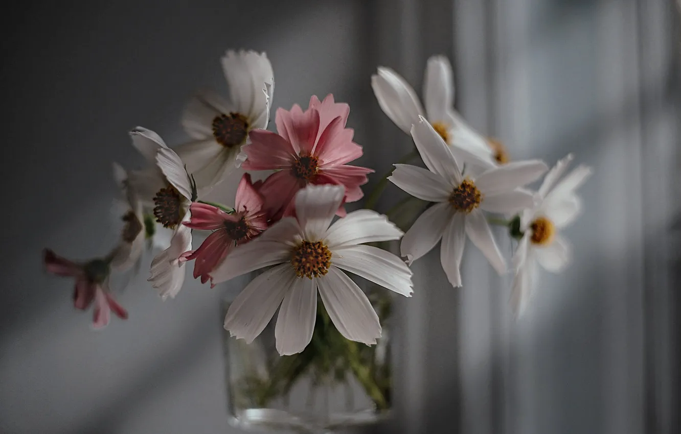 Photo wallpaper flowers, glass, shadows, kosmeya