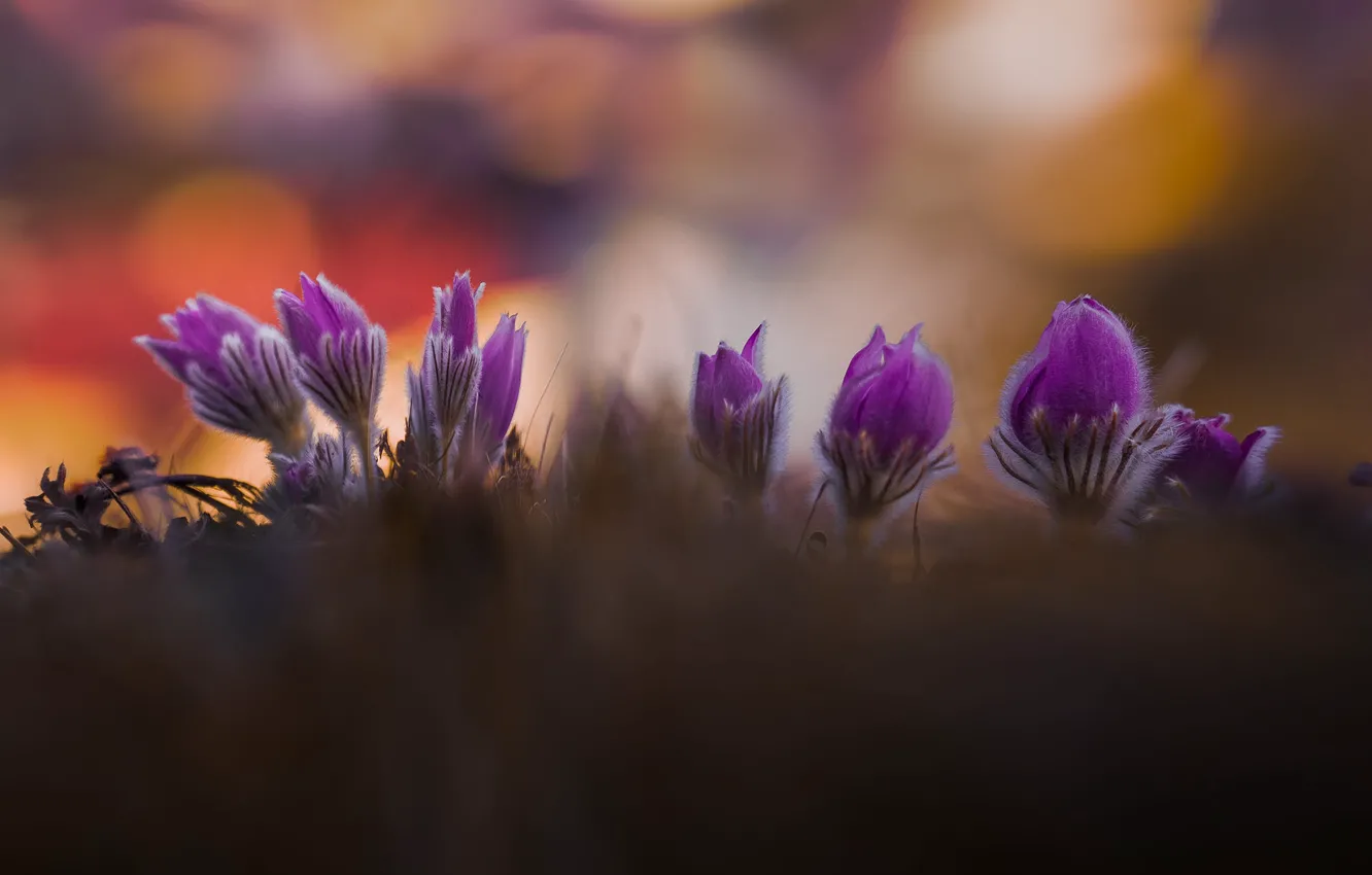 Photo wallpaper light, flowers, nature, glare, background, glade, blur, spring