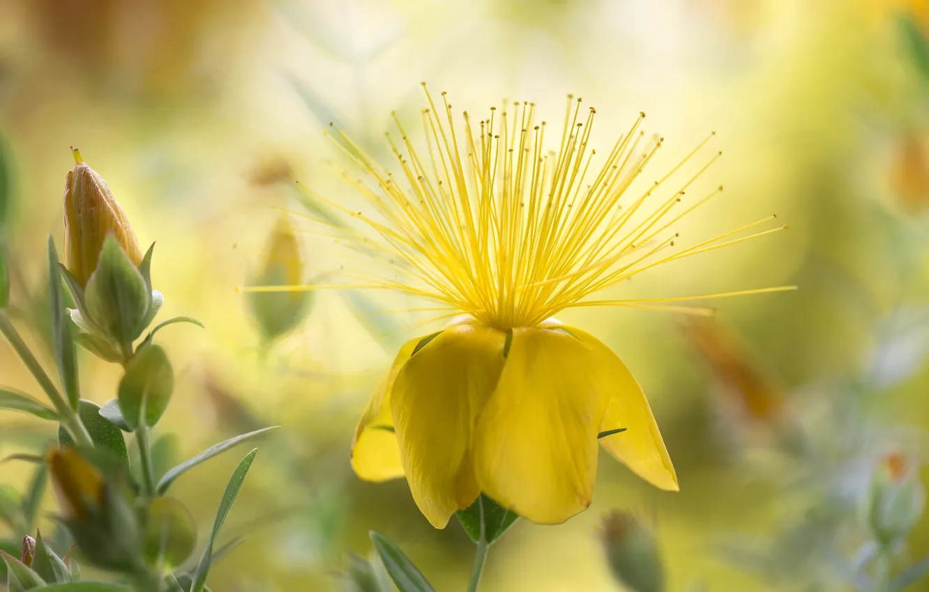 Photo wallpaper nature, petals, stamens, St. John's wort
