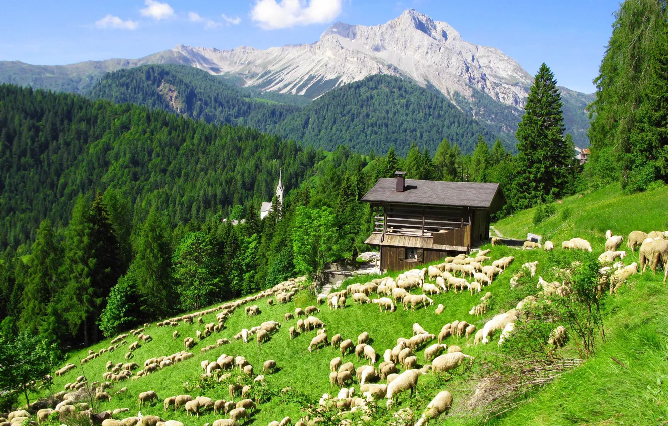 Photo wallpaper sheep, Alps, pasture, farm