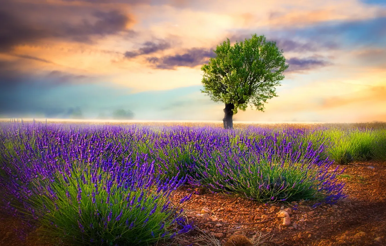 Photo wallpaper nature, tree, lavender