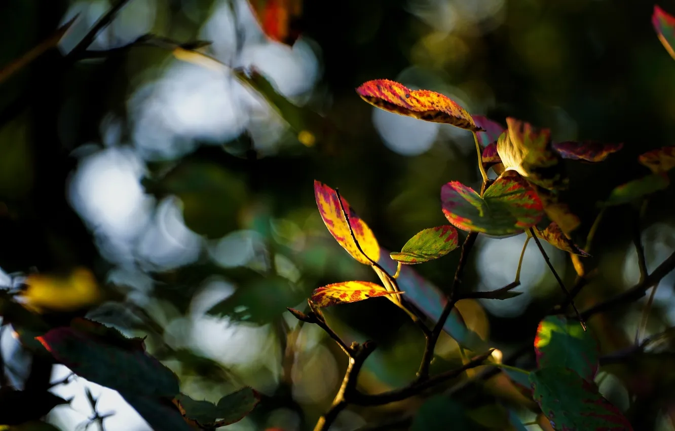 Photo wallpaper autumn, leaves, macro, branches, color, blur
