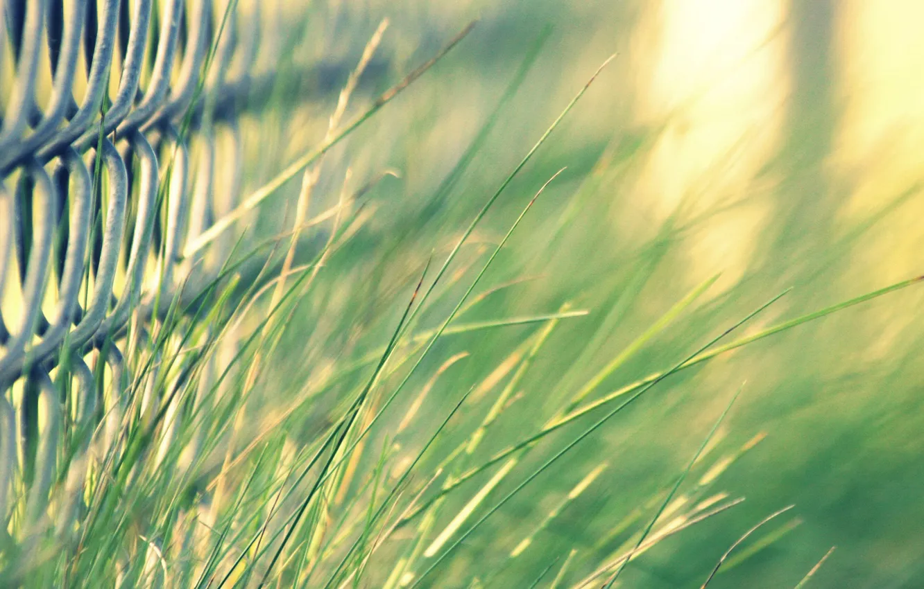 Photo wallpaper greens, grass, macro, mesh, steel, network, the fence, focus