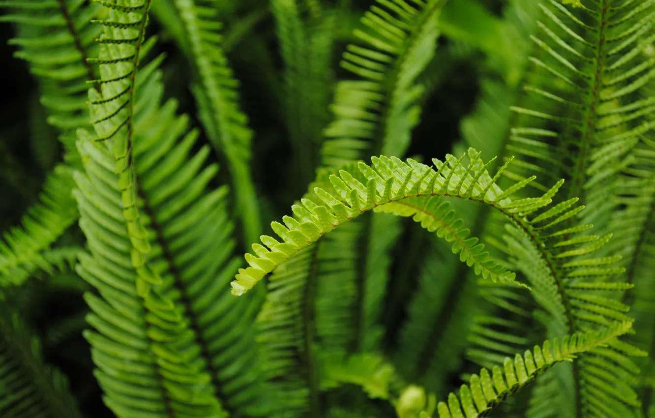 Photo wallpaper greens, thickets, fern