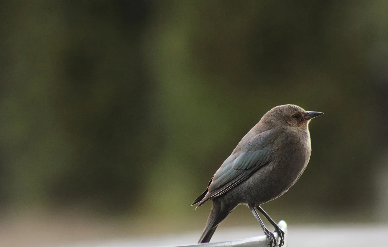 Photo wallpaper macro, nature, wings, beak, bird