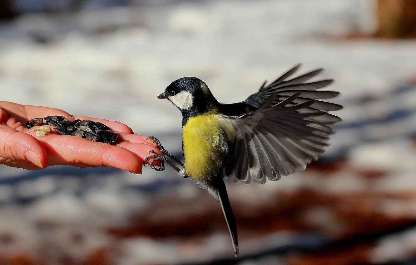 Photo wallpaper hands, bird, titmouse