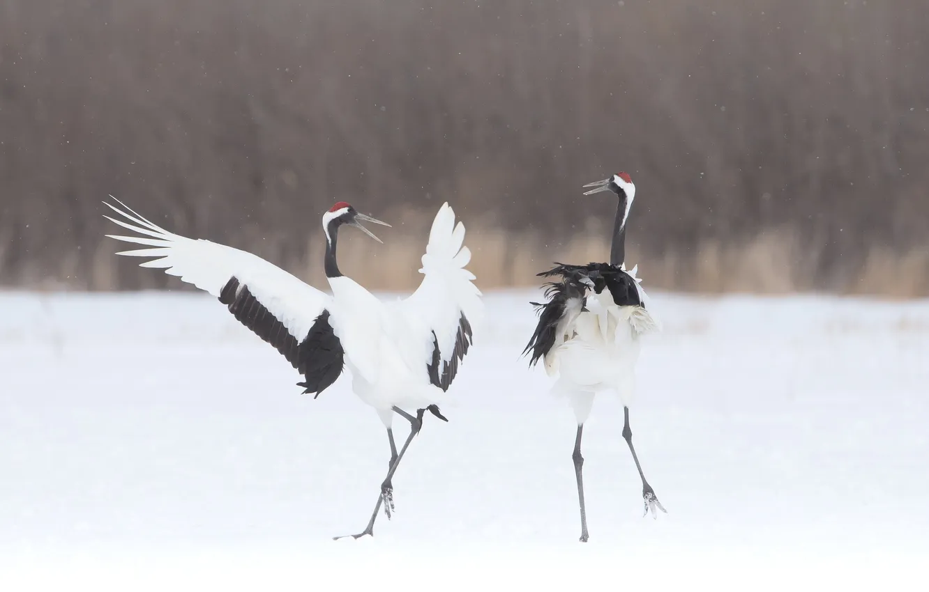 Photo wallpaper snow, birds, red-crowned