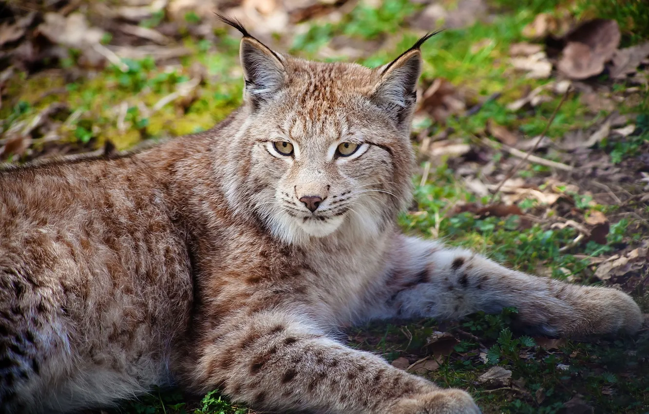 Photo wallpaper stay, predator, lynx