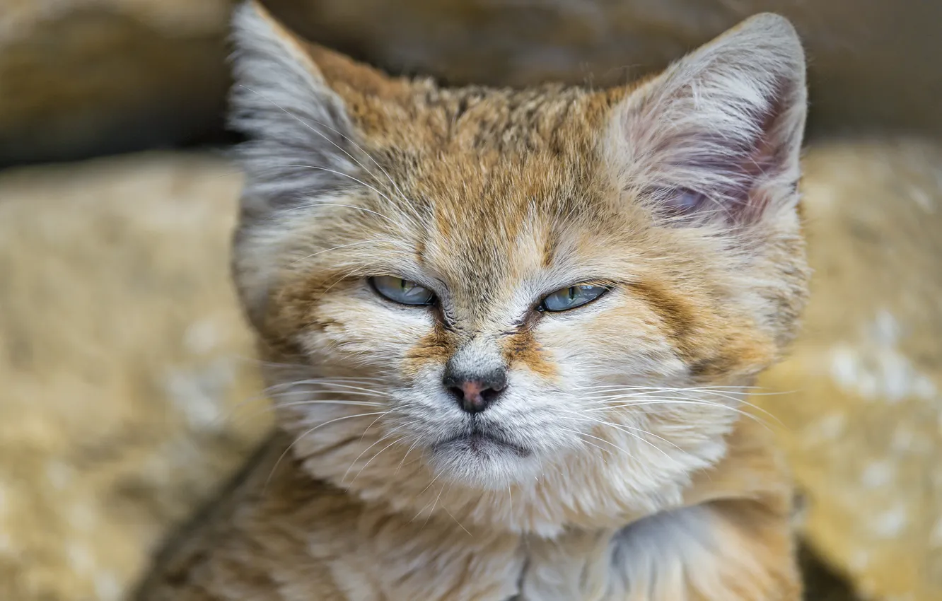 Photo wallpaper cat, face, sandy the cat, ©Tambako The Jaguar, sand cat