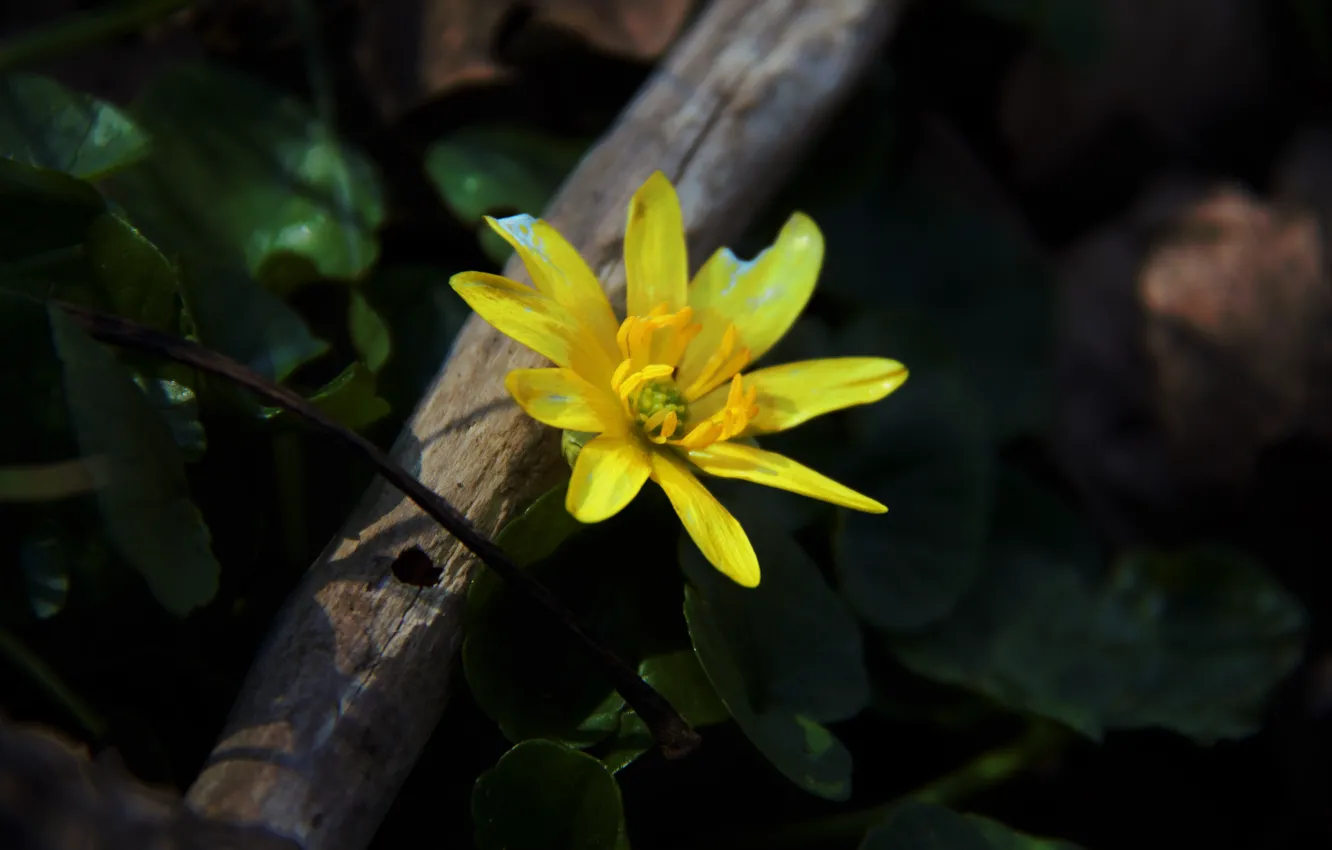 Photo wallpaper flower, grass, yellow, spring, petals, awakening