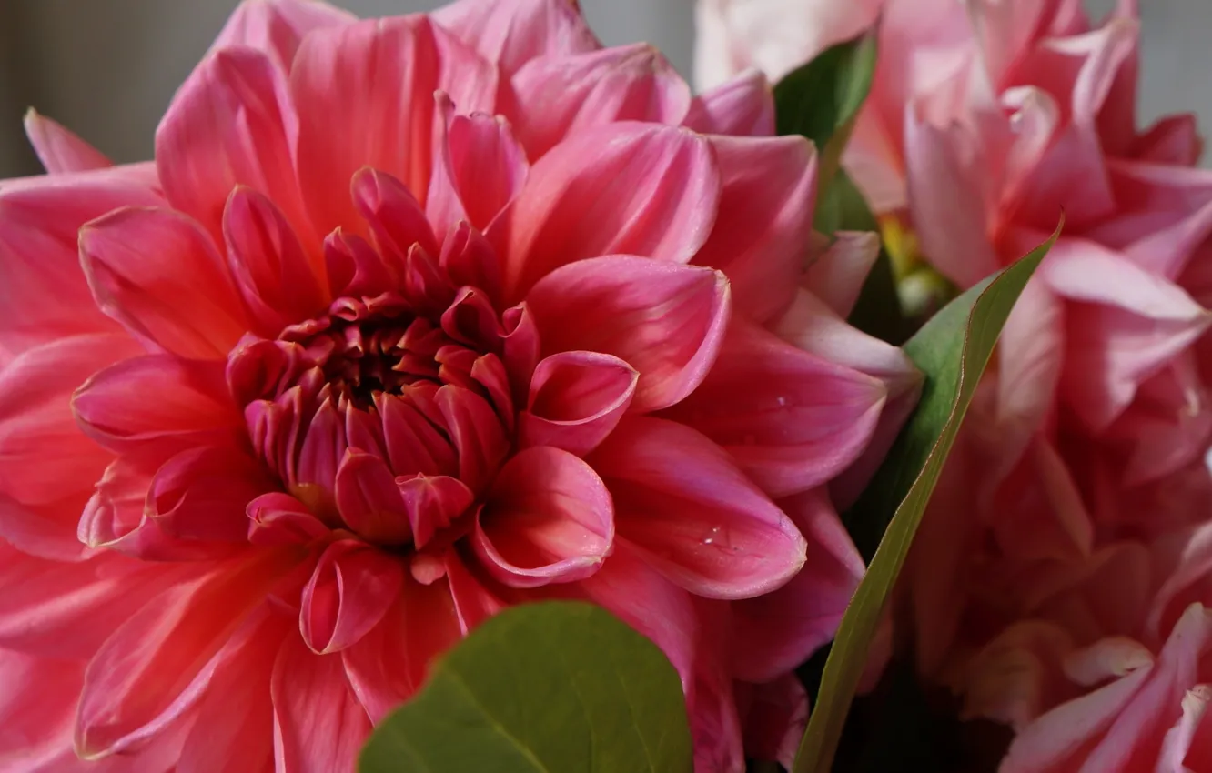 Photo wallpaper flower, blooming, dhalia