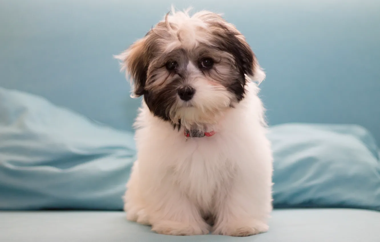 Photo wallpaper dog, puppy, The Havanese