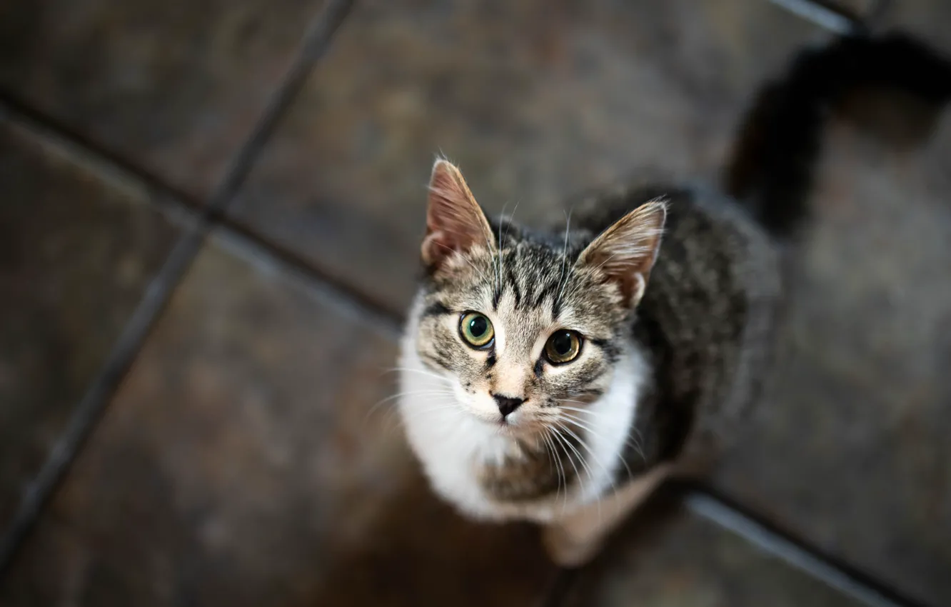Photo wallpaper cat, cat, look, pose, face